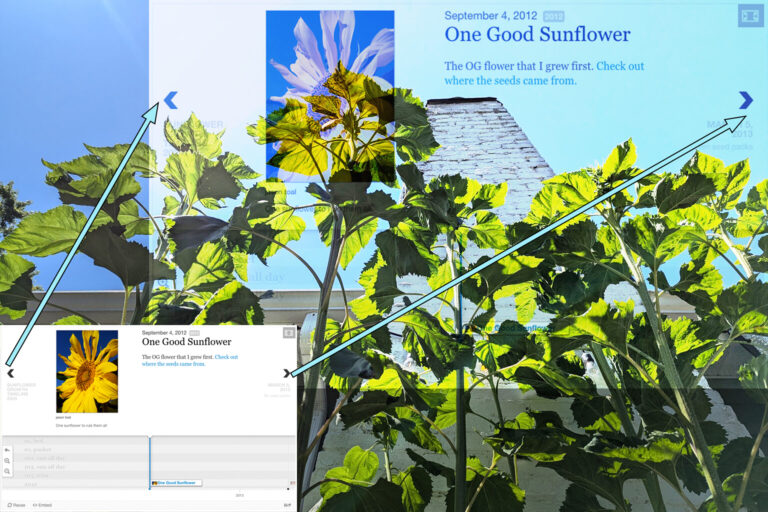 How my sunflowers grow – an h5p timeline